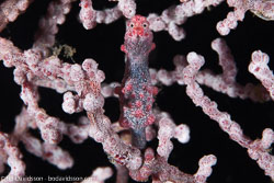 BD-140317-Padre-Burgos-2556-Hippocampus-bargibanti.-Whitley.-1970-[Pygmy-seahorse].jpg